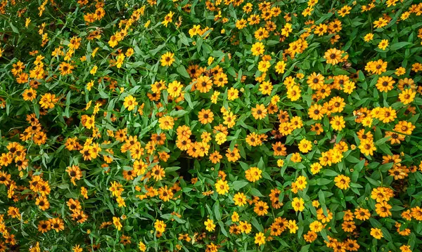 Beautiful Yellow Flowers Daisies Natural Background — Stock Photo, Image