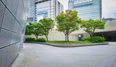 Modern bir şehir merkezinde yetişen yemyeşil ağaçlar kentsel çevreye biraz doğa katıyor.