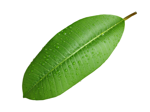 Canlı yeşil yaprak, şeffaf bir arkaplanda izole edilmiş taze su damlacıklarıyla parıldıyor.