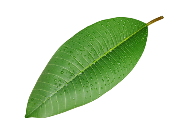 Su damlacıklarıyla parlayan taze yeşil yaprak, şeffaf bir arkaplanda izole edilmiş.