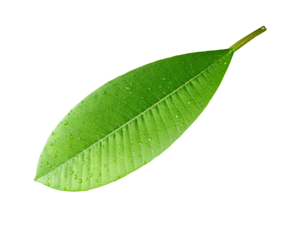 Parlayan su damlacıkları ile tek yeşil yaprak, şeffaf bir zemin üzerinde izole, doğa temalı tasarımlar için mükemmel
