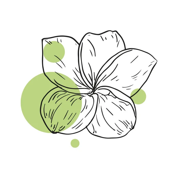 Весенние Летние Цветочные Элементы Цветы Зеленые Листья Свадебная Концепция Цветы — стоковый вектор