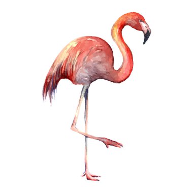 Flamingo. Elle çizilmiş kuş silueti. Gerçek suluboya resim. Vektör çizimi. Tablonun izi. Duvar kağıdı, arkaplan ve kitaplar için.