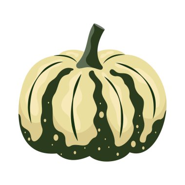 Farklı şekillerde ve renklerde bal kabağı. Şükran Günü ve Cadılar Bayramı elementleri. Düz çizgi film stili Illustration hasat ediliyor.