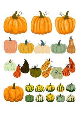 Farklı kabak ve kabak koleksiyonu. Düz illüstrasyon seti Sonbahar, Şükran Günü, hasat.