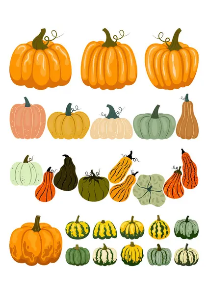 Farklı kabak ve kabak koleksiyonu. Düz illüstrasyon seti Sonbahar, Şükran Günü, hasat.