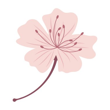 Zarif Sakura Çiçek Resimleri Düz Pastel Rengi.