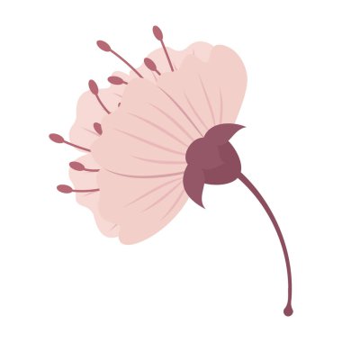 Zarif Sakura Çiçek Resimleri Düz Pastel Rengi.