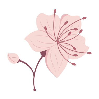 Zarif Sakura Çiçek Resimleri Düz Pastel Rengi.