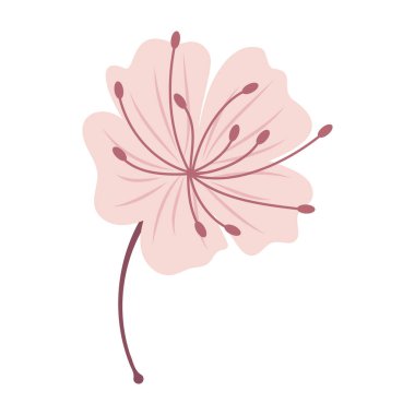 Zarif Sakura Çiçek Resimleri Düz Pastel Rengi.