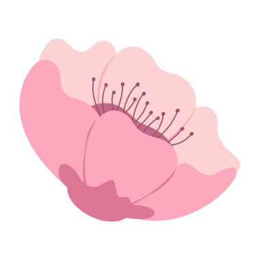 Zarif Sakura Çiçek Resimleri Düz Pastel Rengi.