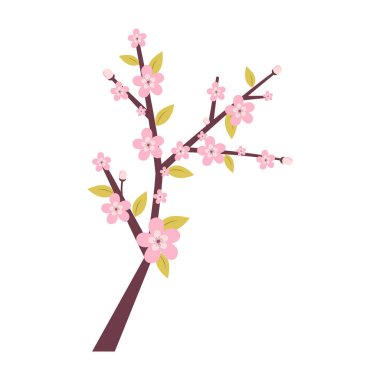 Sakura Blossom Şube İlkbaharı.