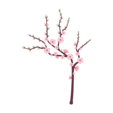 Sakura Blossom Şube İlkbaharı.