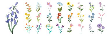 Renkli kır çiçeği koleksiyonu ve botanik illüstrasyon elementleri. Düz çiçek seti.