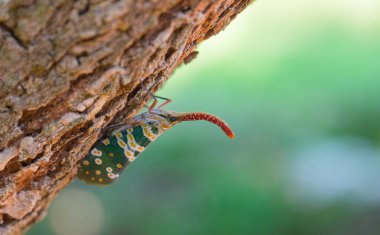 Lanternflies or Fulgorid bug or planthopper(Scientific Name:Pyrops candelaria)on the Longan tree in the garden Thailand.