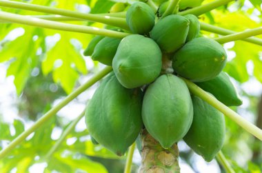 Papaya fruit are growing on trees in the garden on a blurry natural background.