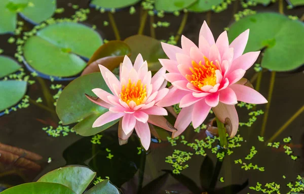 Pink lotus flowers bloom beautifully in the lotus pond. with green duckweed floating on the water surface.