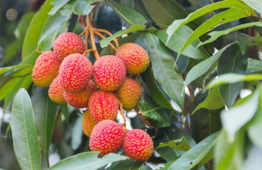 Lychee, Lichi (scientific name: Litchi chinensis Sonn.) Fruit on tree in the garden, natural background blur.