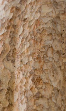 Lagerstroemia calyculata Kurz tree bark texture for background.