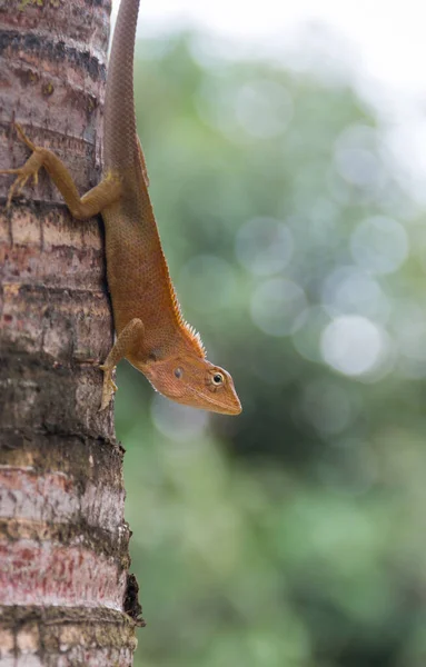 Changeable Lizard, Red-headed Lizard, Indian Garden Lizard perch on Manila palm tree in the garden on the natural background blur.
