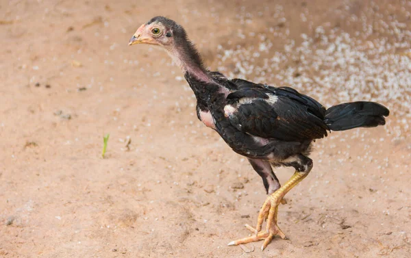 Black chicks native of Thailand. Standing on the ground and panic.