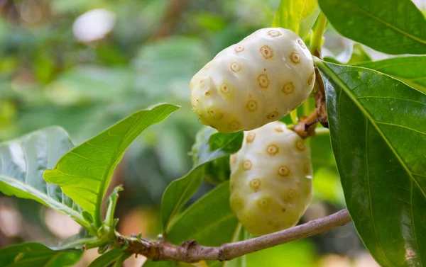 Noni (scientific name: Morinda citrifolia) fruit on trees. Natural background blur. Noni is a medicinal plant. Fruits and leaves have antibacterial activity.