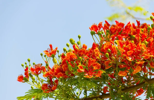 Flam boyant, The Flame Tree, Royal Poinciana flower buds and the flowers bloom beautifully on the tree is on a blue sky background.