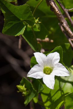 Sarmaşık kabağının çiçeği doğa arka planındaki sarmaşıkta..