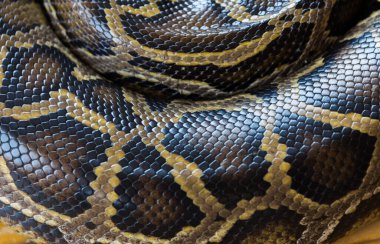 Bağdaştırılmış pitonun derisindeki desenli doku..