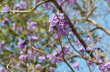 Jacaranda obtusifolia mor çiçeği. Ağaçta çiçek açıyor. Doğal arka planda güzel bir bulanıklık..