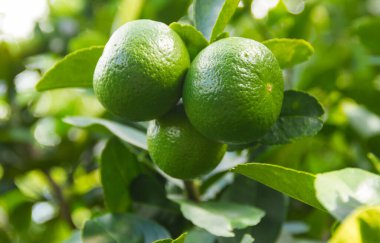 Bahçedeki bir ağaçta asılı yeşil limonlar. C vitaminli limon meyvesi, limon suyu içmek için popüler bir limondur..