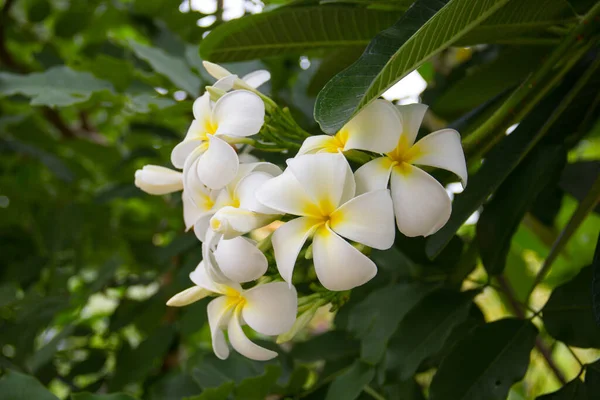 Ağaç arka planında bir demet beyaz frangipani çiçeği.