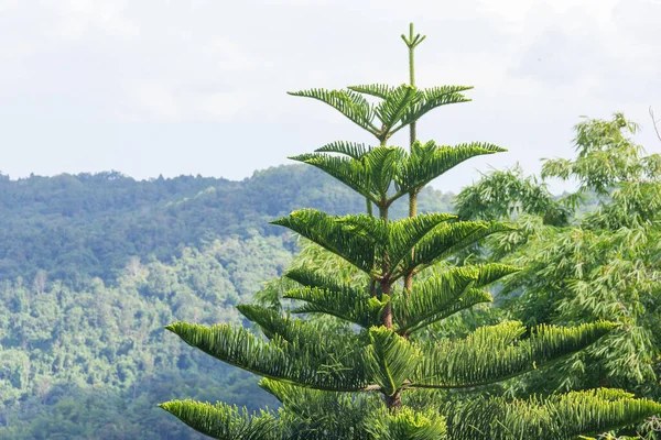 Norfolk adası çamı (Araucariaceae), parlak sabah atmosferinde arka planda dağlarla güzel bir şekilde büyüyen dallar yayar..