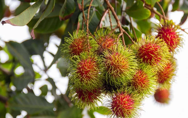Rambutan (bilimsel adı: Nephelyum Lappaceum Linn.) Bahçedeki ağaçtaki meyveler hasat etmeye hazır..