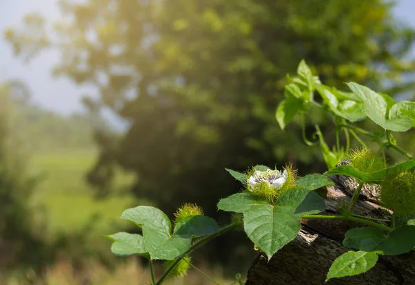 Kokuşmuş tutku çiçeği (Passiflora foetida Linn) ağaçta yetişen sarmaşıkta.