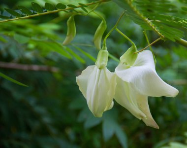 Çiçek, ylang ylang, sarı ve yeşil bahçedeki ağaçlar.