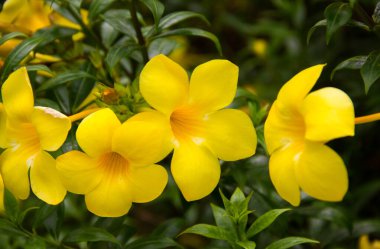 Flowering, yellow Allamanda cathartica blooming beautifully on the trees. clipart
