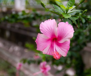 Doğal ortamda çiçek açan pembe başörtüsü..
