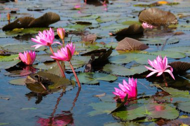 Kırmızı Lotus Bataklıkta Çiçek açıyor.