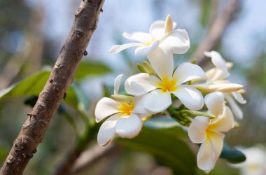 Plumeria, Frangipani, Temple Treee, bahçedeki ağaçların üzerinde beyaz çiçekler açar..
