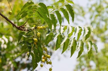 Neem (bilimsel adı: Azadirachta indica) bahçedeki ağacın üzerindeki ağacın ham meyveleri..