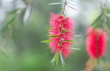 Şişe fırçası ağacı çiçeği (bilimsel adı: Callistemon lanceolatus) bulanık doğa arka planında çiçek açan ağaçta.