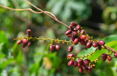Lepisanthes rubiginosa, a useful Thai wild fruit , is a very good medicinal value.The results are a beautiful bunch of red. On a blurry natural background. clipart