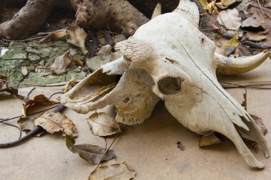 Yine de, yerdeki ineğin kafatası..