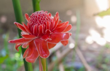 Kırmızı etlingera elastik çiçek güzel çiçekler ve bahçede çiçek açıyor.