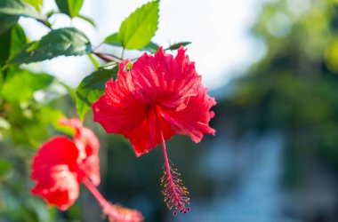 Hibiscus rosa sinensis red flowers blooming beautifully on a tree in the garden. clipart