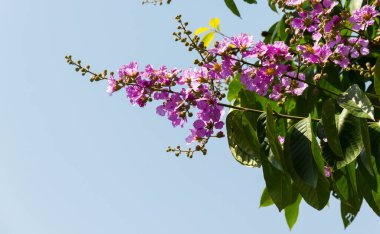 Lagerstroemia floribunda çiçek tomurcukları ve çiçekler ağaçta güzel çiçek açıyor ve mavi gökyüzü doğal arka planda..