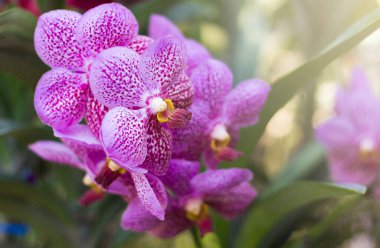 Bahçede açan pembe Vanda Orkidesi çiçeği. Doğal arka plan bulanıklığı.