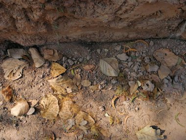 Yerdeki kuru yaprak ve bazı bölgelerde parlayan ışık..