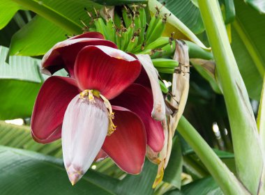 Bahçedeki muz ağacında muz çiçeği demeti.